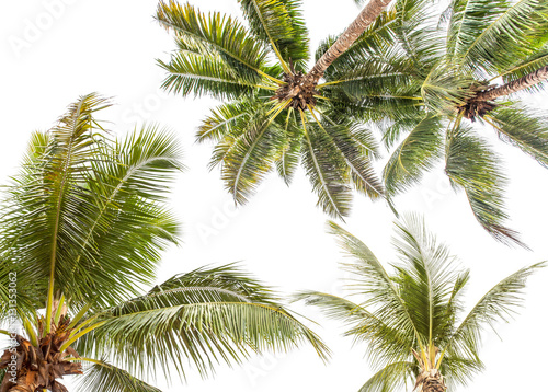 Fototapeta Naklejka Na Ścianę i Meble -   palmes de cocotiers sur fond blanc 