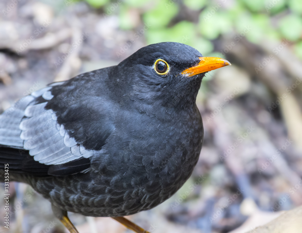 Fototapeta premium Turdus boulboul 