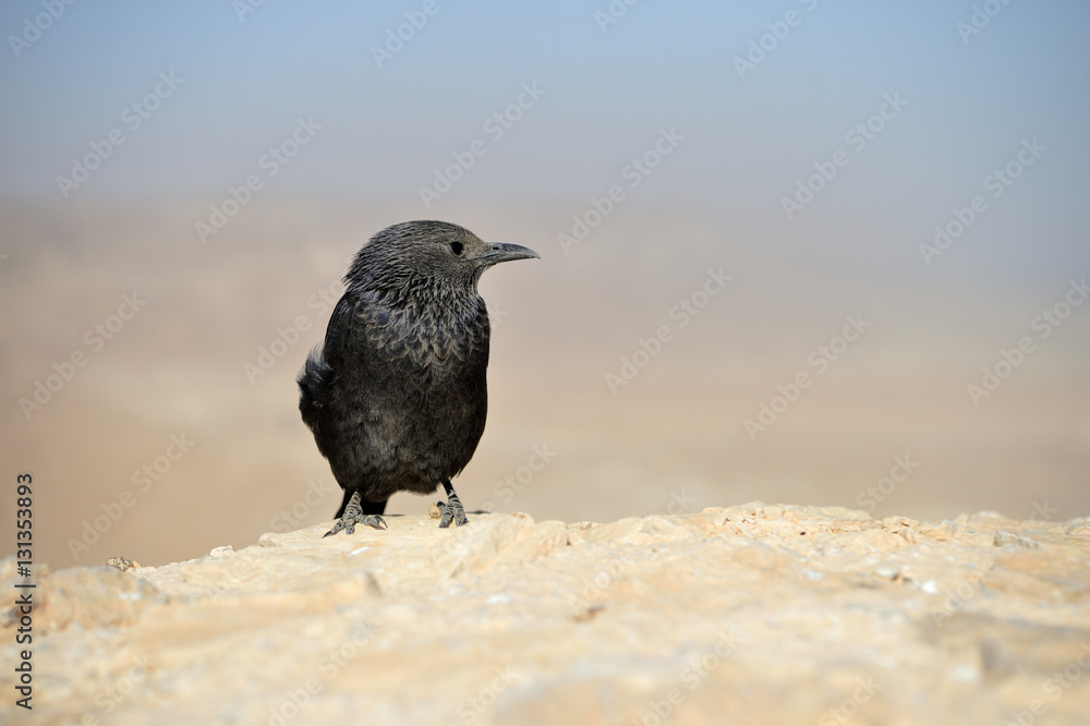 Fototapeta premium Tristram's starling on the ruins of an ancient fortress