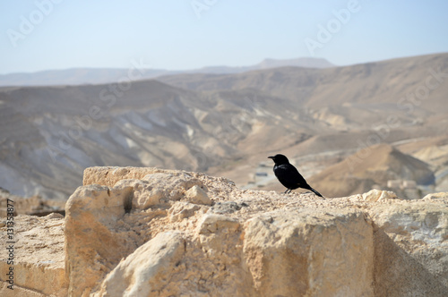 Tristram's starling on the ruins of an ancient fortress