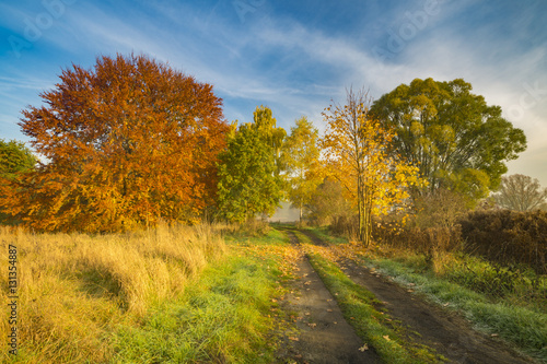 autumn morning, a wonderful, vibrant colors of the leaves on the