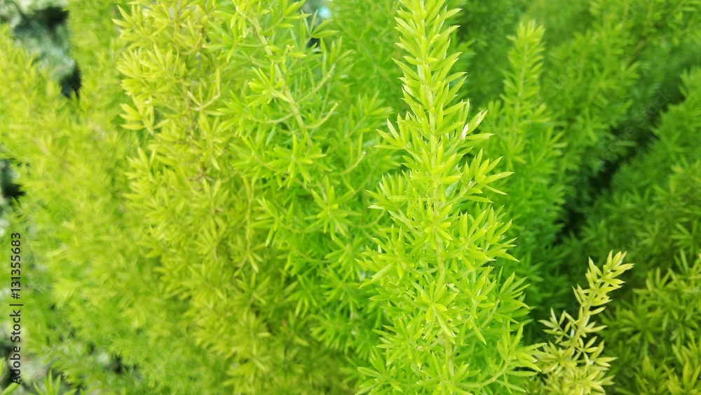 the close up of fresh herb green tree