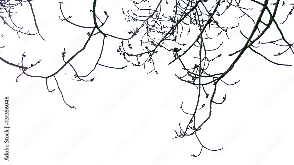 Fototapeta premium the dry tree branch isolated on white background