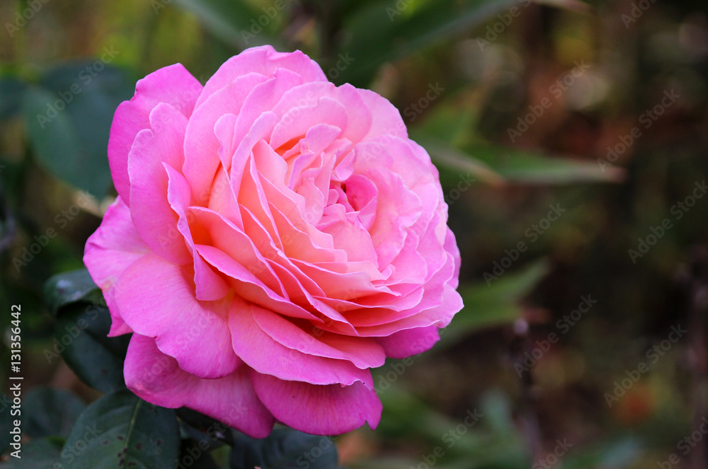 Romantic pink rose in a summer garden.
Romantic pink rose in a summer garden.