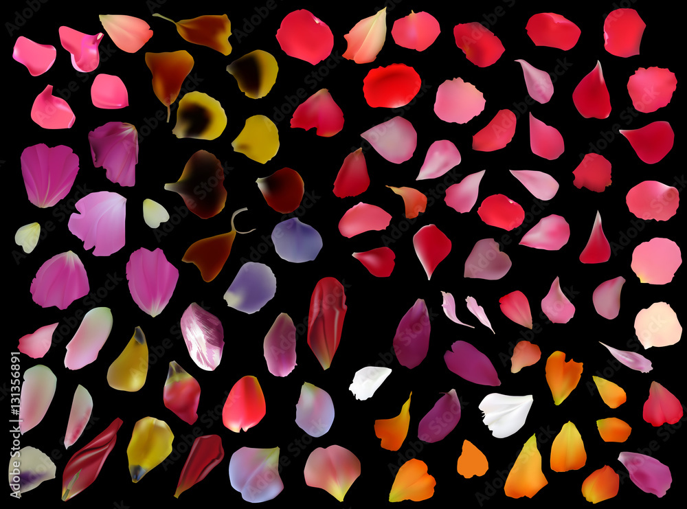 rose and tulip petals isolated on black rose and tulip petals isolated on black