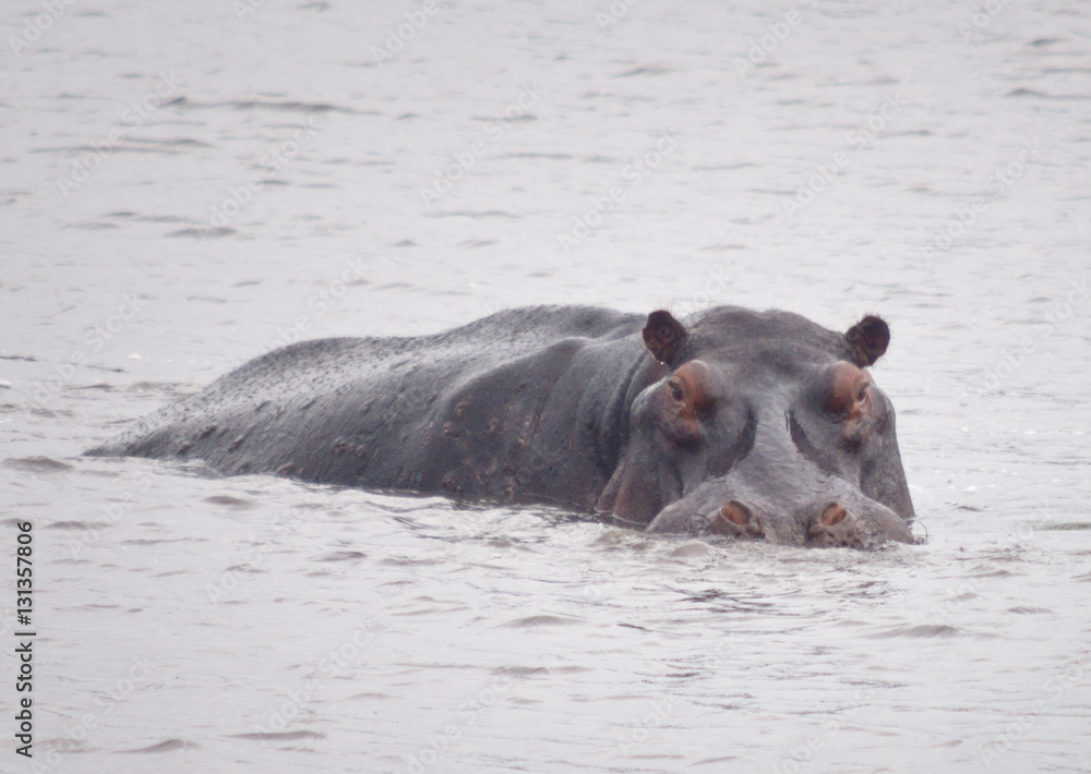 Fototapeta premium hippo