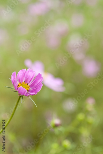 Cosmos field               