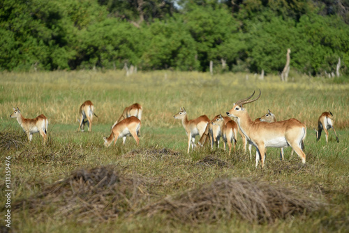 Lechwe herd