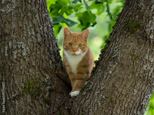 Cat On a Tree photo