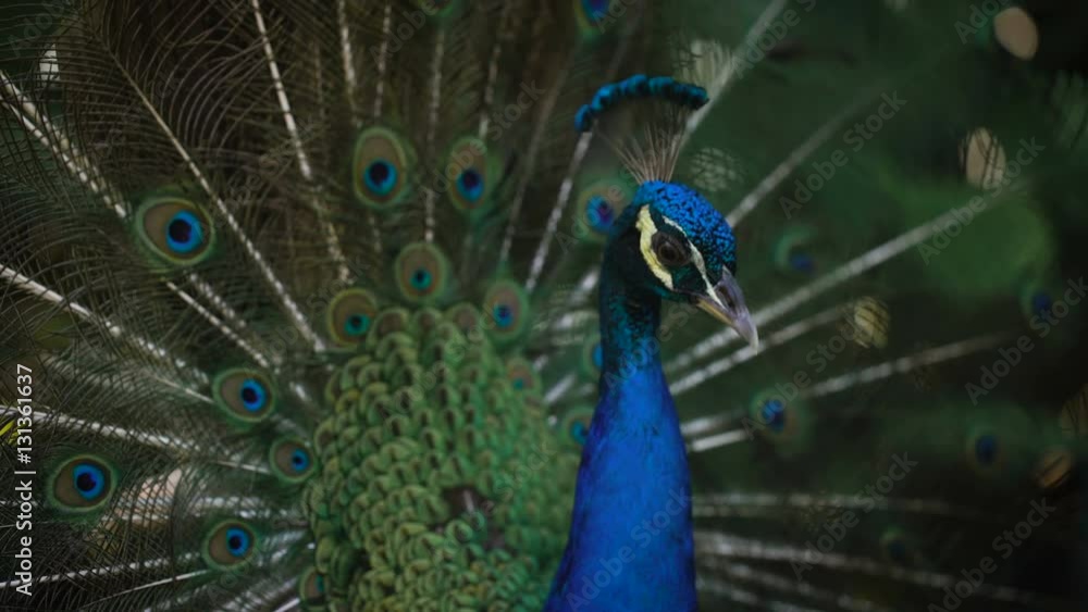 Close up of wonderful peacock with his bright plumage, neck and train. Image of wild indian peafowl with fantastic colours of his feathering and spreading tail. Close up of wonderful peacock with his bright plumage, neck and train. Image of wild indian peafowl with fantastic colours of his feathering and spreading tail.