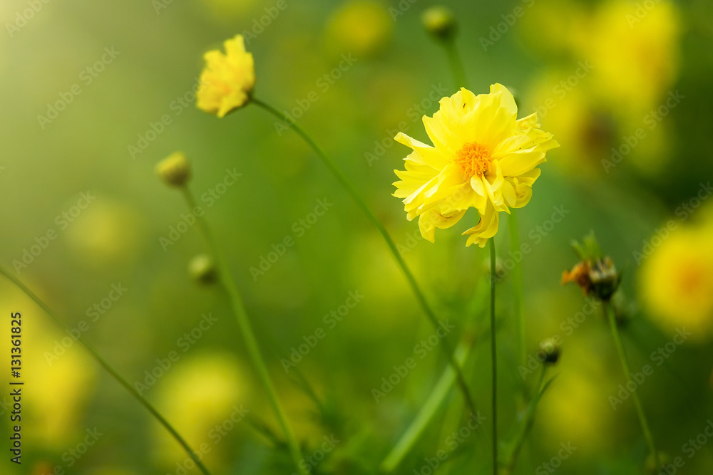 Yellow flower blossoms blooming in natural environment on a sunn Yellow flower blossoms blooming in natural environment on a sunn
