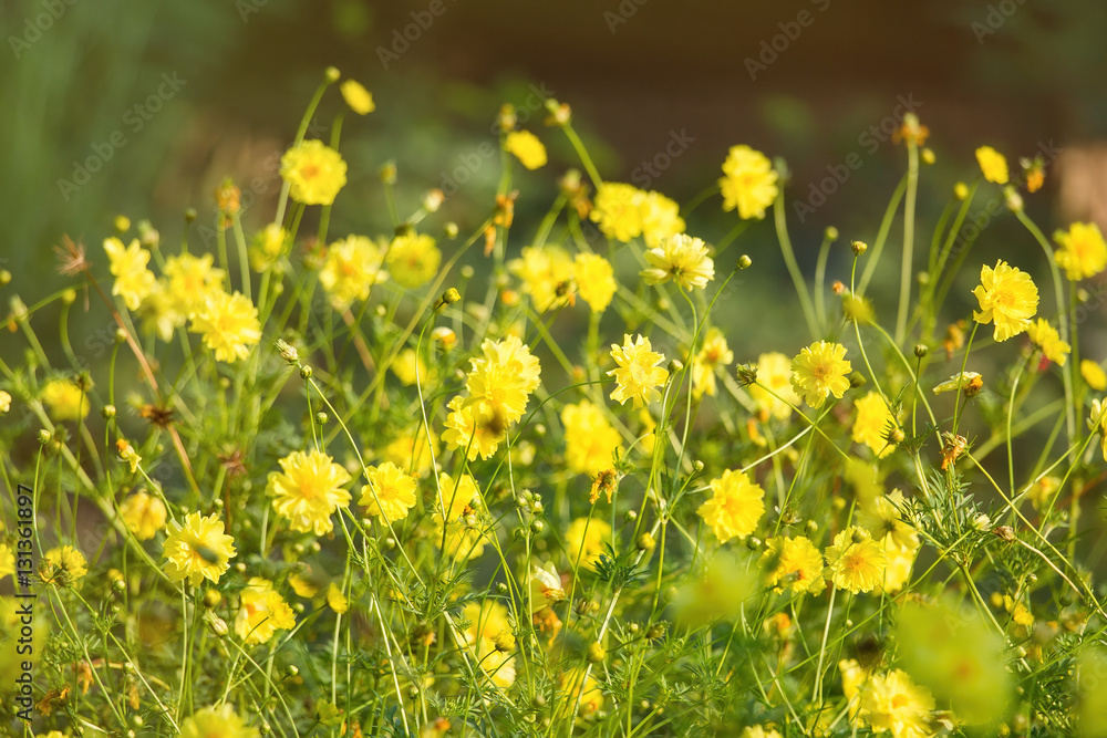 Yellow flower blossoms blooming in natural environment on a sunn