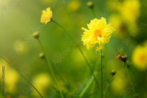 Yellow flower blossoms blooming in natural environment on a sunn
