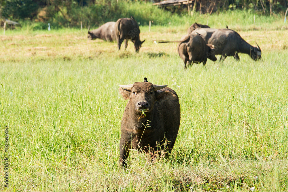 Water buffalo eating grass on meadow nature background. Water buffalo eating grass on meadow nature background.