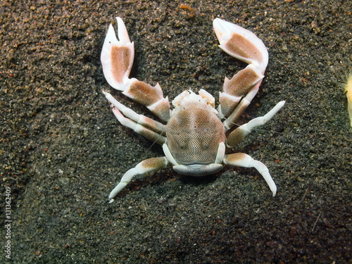 Cleaner crab
