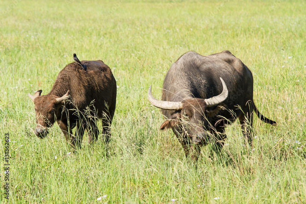 Water buffalo eating grass on meadow nature background.