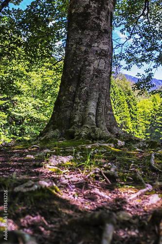 tree roots and sunshine in a green forest