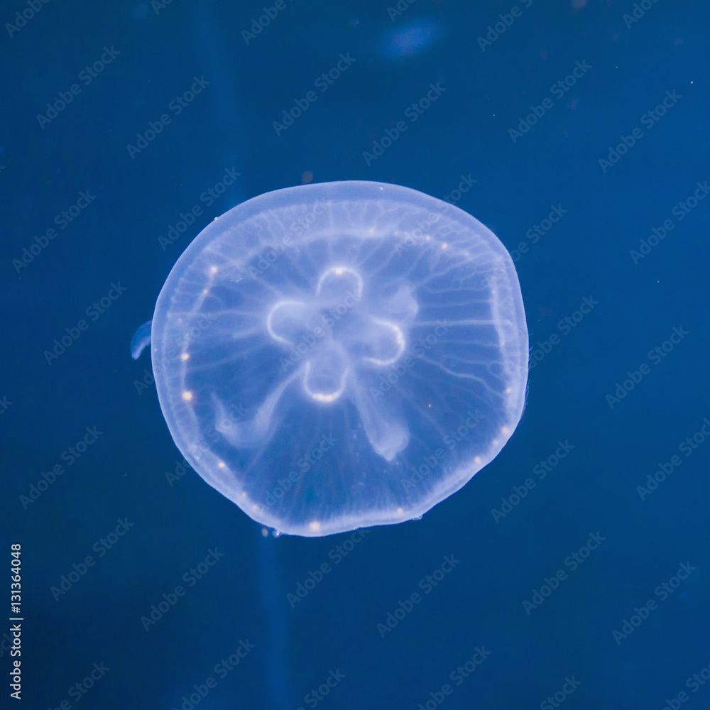 Moon Jellyfish Moon Jellyfish