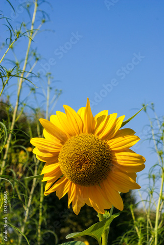 Jardin des Plantes  Paris  France