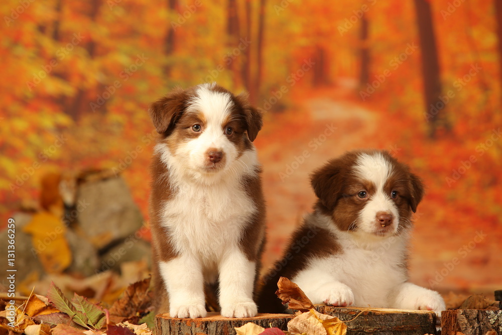 Red cute aussie puppies in orange autumn decor