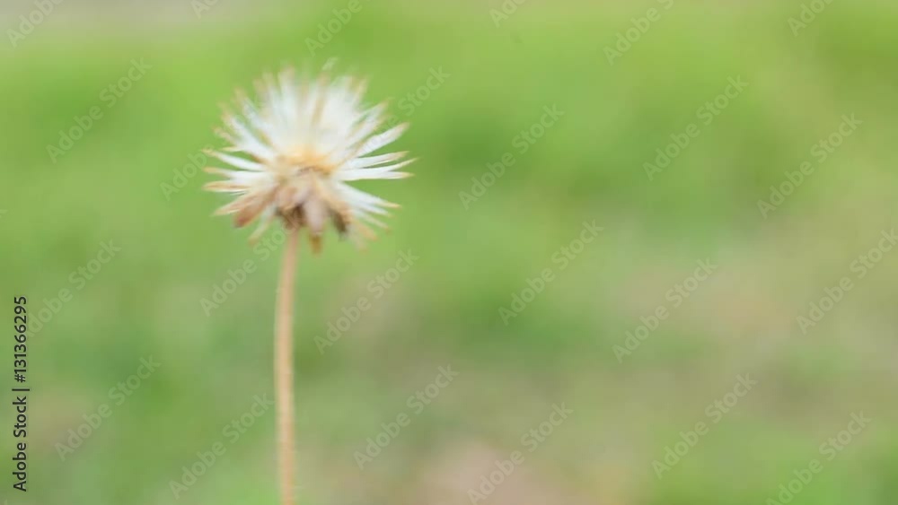 Closeup of flower on natural background. Closeup of flower on natural background.