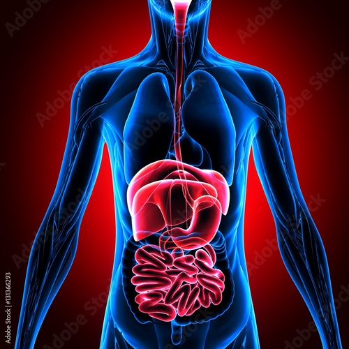 3D illustration of Male Digestive System, Human Anatomy.

