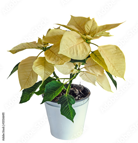 The poinsettia yellow flowers (Euphorbia pulcherrima), The Flower of Christmas