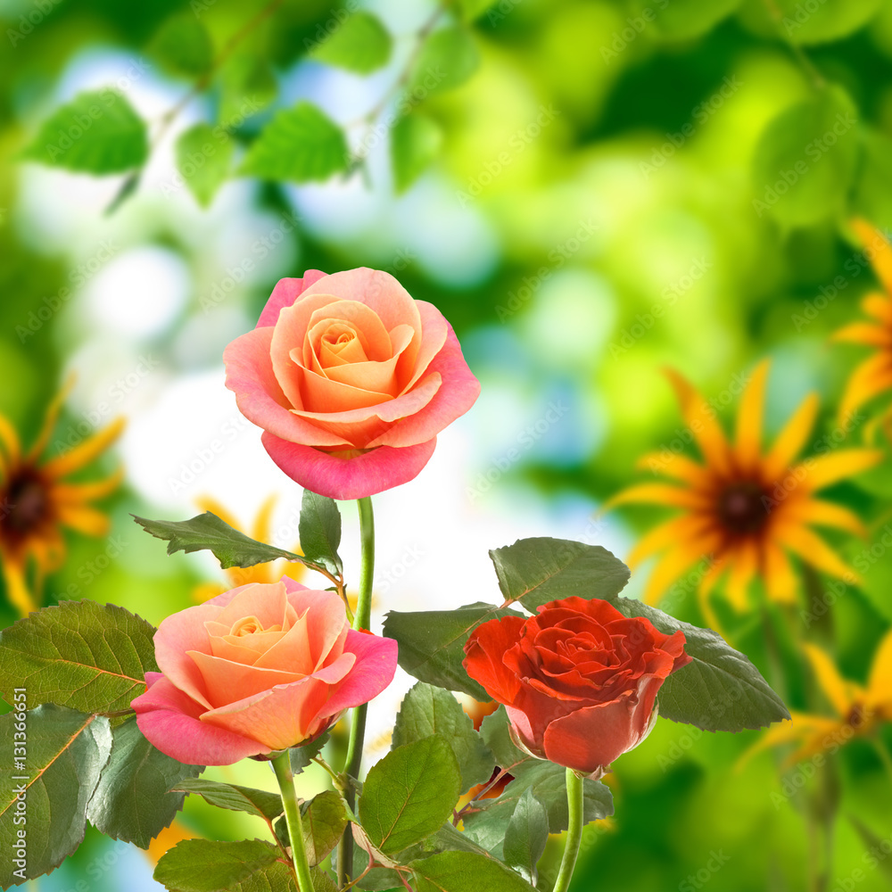 Beautiful flowers on a green background close-up Beautiful flowers on a green background close-up