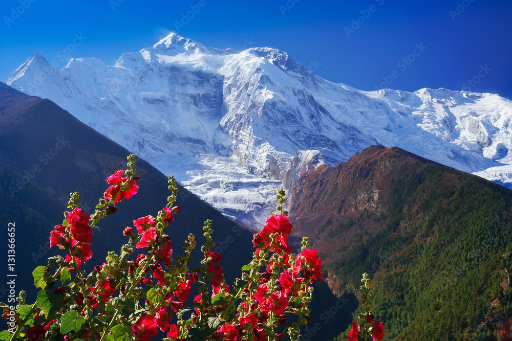 North Face of Annapurna II mountain summit view with red flowers and green hills on Annapurna Circuit Trek, Himalaya, Nepal, Asia. For horizontal postcard or calendar. North Face of Annapurna II mountain summit view with red flowers and green hills on Annapurna Circuit Trek, Himalaya, Nepal, Asia. For horizontal postcard or calendar.