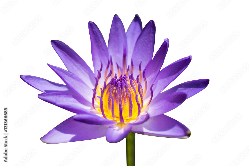 Beautiful purple lotus flower, Violet lotus blooming in the pond