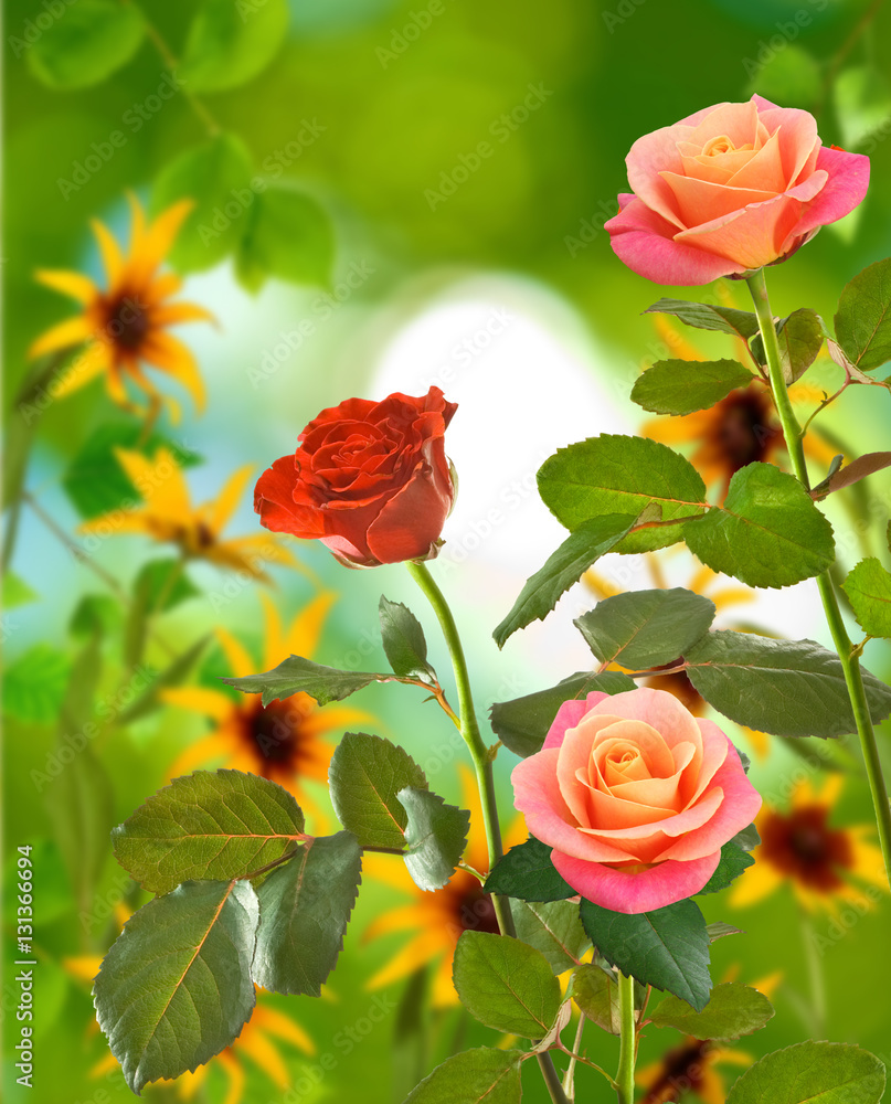 Fototapeta premium Beautiful flowers on a green background close-up