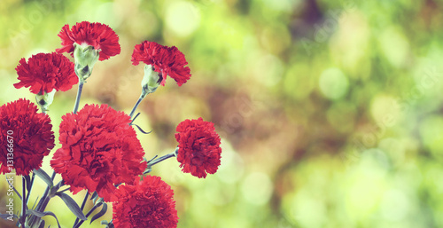 Fotografie Beautiful flowers carnations in the garden close-up.