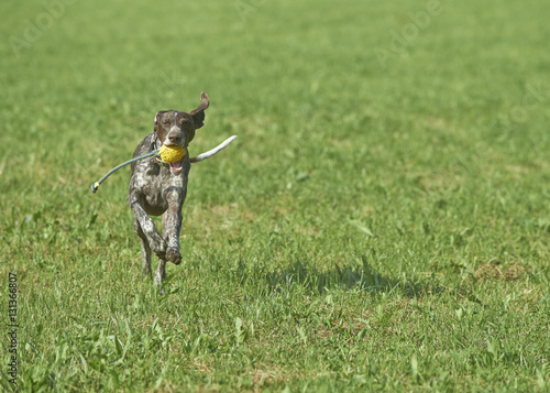 German shorthaired pointer with ball
