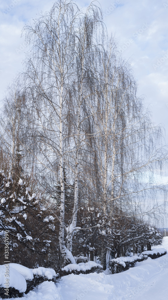 Fototapeta premium Birch grove