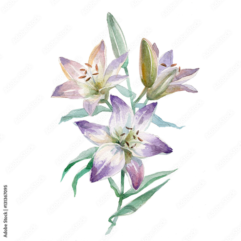 Watercolor Lily bouquet isolated on white background.