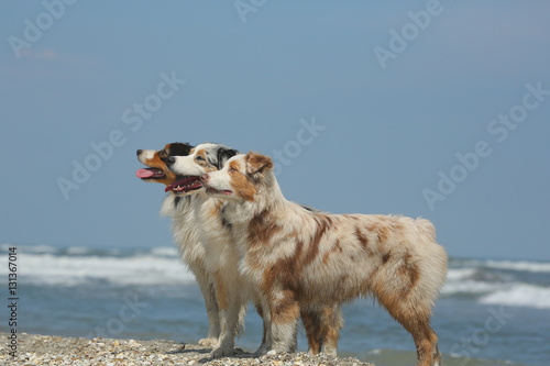 3 dogs on the beach in summer