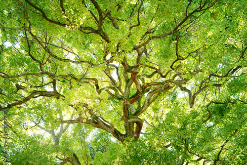常緑樹、クスノキ、 エコロジーイメージ