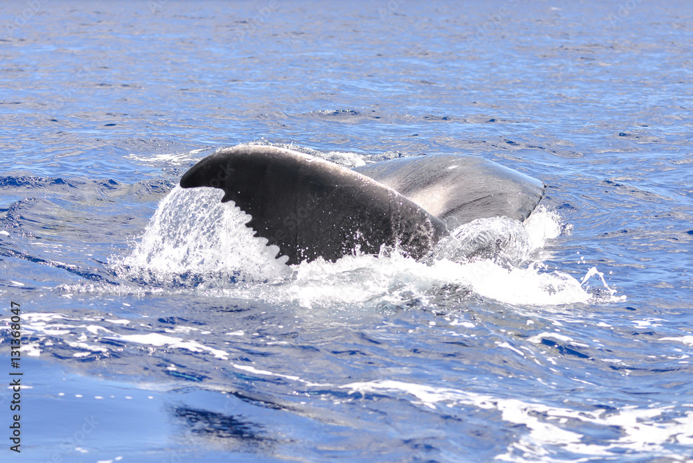Fototapeta premium Whale calf which swims, tail out of the water, Polynesia 