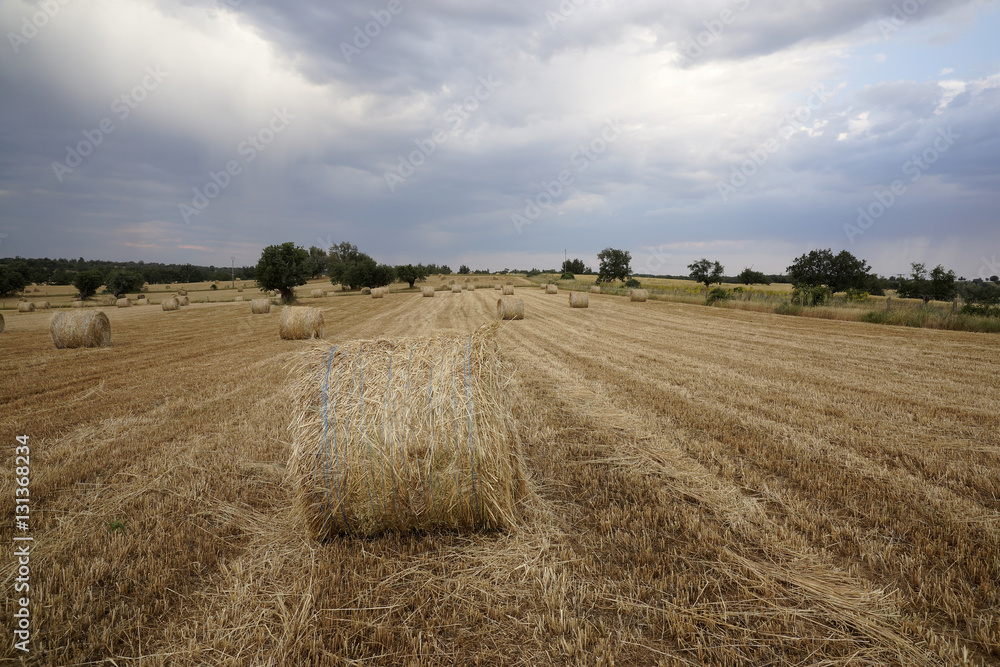 Fototapeta premium Balas de paja en campo de cereal
