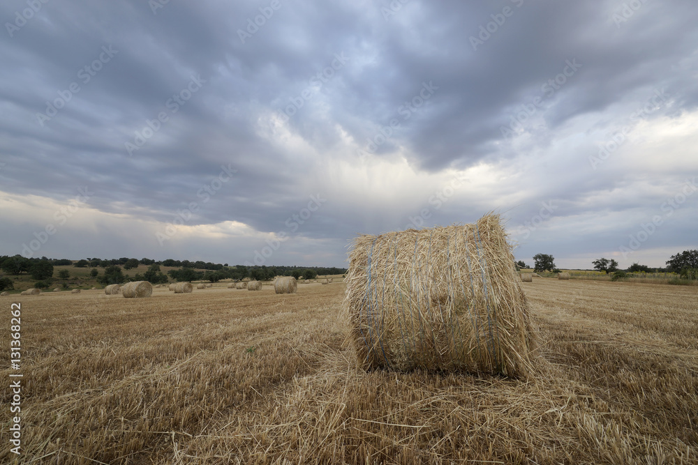 Balas de paja en campo de cereal Balas de paja en campo de cereal
