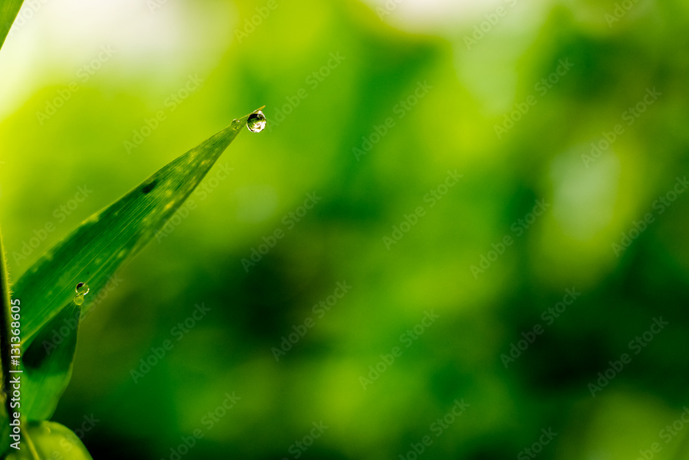 bamboo leaf and dew droop