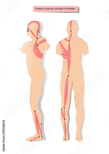 tendino muscular meridian of Bladder