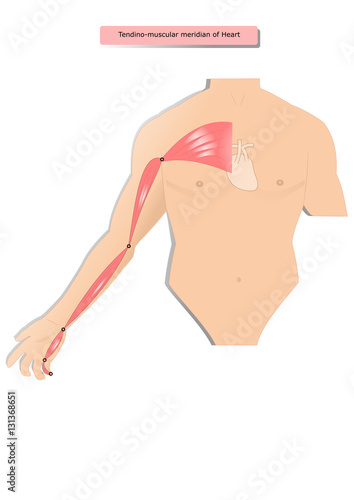 tendino muscular meridian of Heart