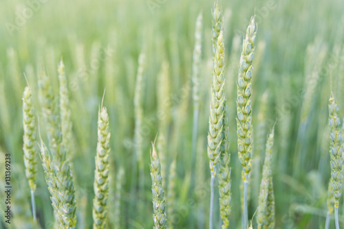 Ears of wheat closeup