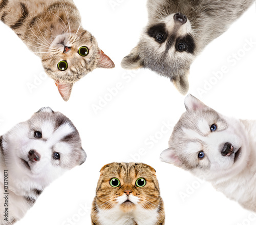 Fototapeta Naklejka Na Ścianę i Meble -  Portrait of a group of pets