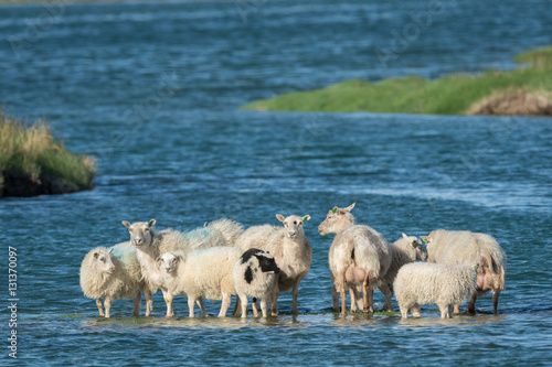 Fototapeta Naklejka Na Ścianę i Meble -  Sheep flock stranded surrounded by water