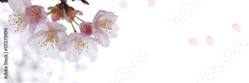 桜のバナー素材 春