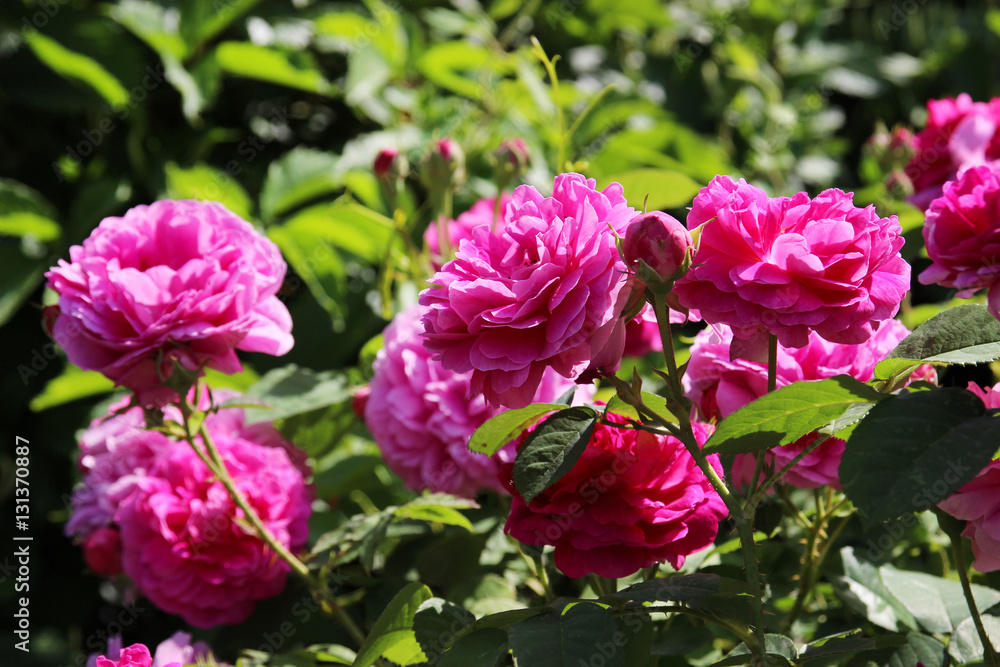 Romantic pink rose in a summer garden.
Romantic pink rose in a summer garden.