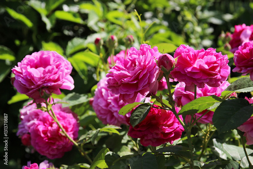 Romantic pink rose in a summer garden.
