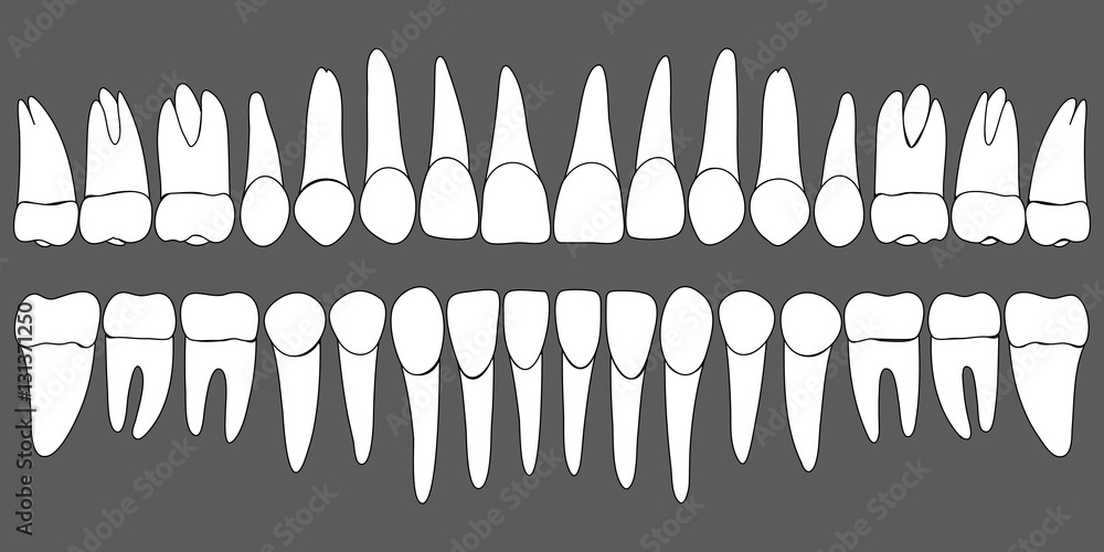 set of human teeth dental template
